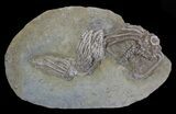 Three Species of Crinoids On One Plate - Crawfordsville, Indiana #68560-1